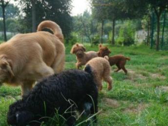 成都哆咭屋宠物寄养 看得见的安心，专业宠物服务新选择