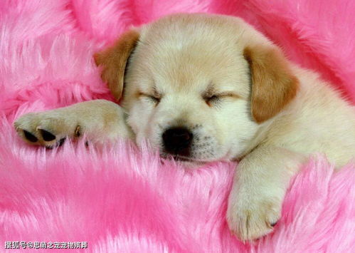 成都宠物火化与遗体无害处理 为爱宠送上最后的尊严