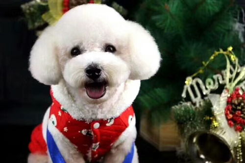 宠物美容培训 开启专业宠物服务之路