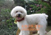 阳江宠物服务全攻略 呵护您的爱宠无忧生活