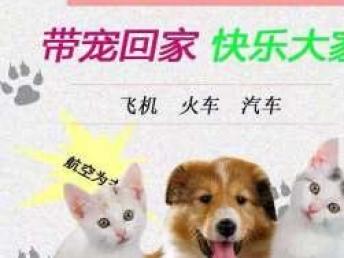 本地专业宠物托运服务 全天候覆盖汽车、火车、空运直达全国