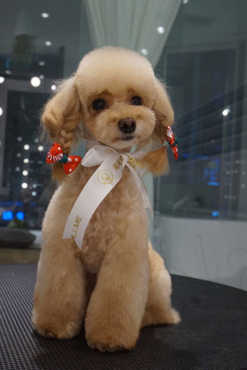 闻闻窝宠物生活馆周年庆典 专属星宠卡壕礼来袭，宠爱升级